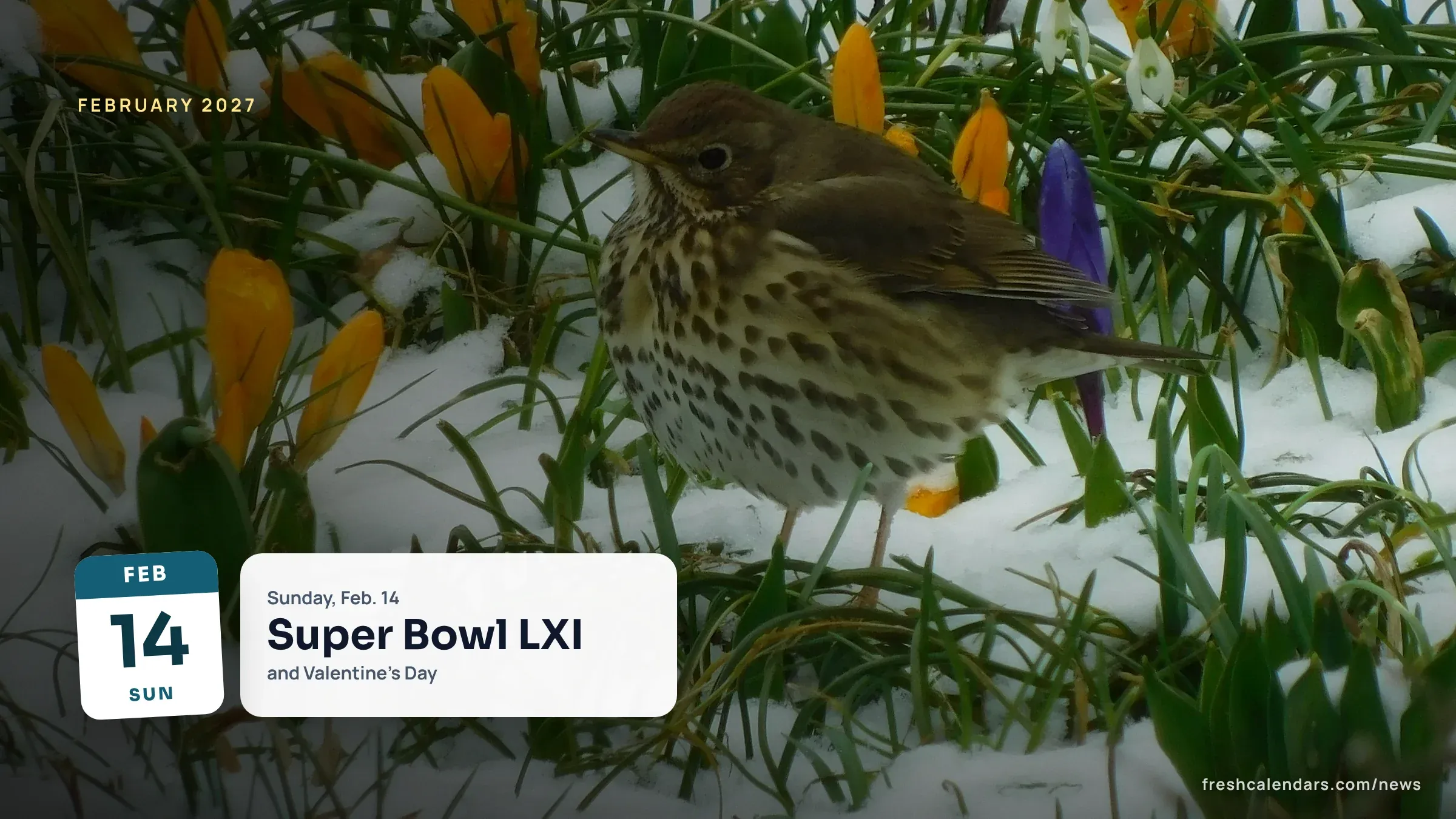 February 2027 important dates: a thrush among crocuses in the snow, with a Sunday, Feb. 14 card for Super Bowl LXI and Valentine's Day